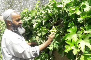 صادرات برگ مو به ارمنستان