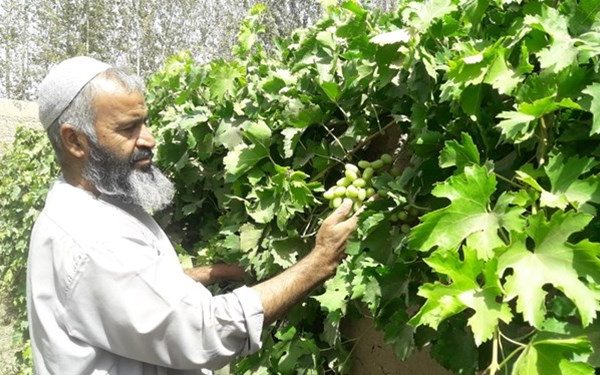 صادرات برگ مو به ارمنستان