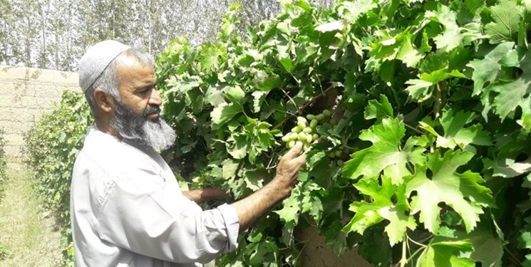 صادرات برگ مو به ارمنستان