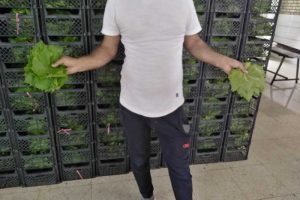 صادرات برگ مو به صورت عمده