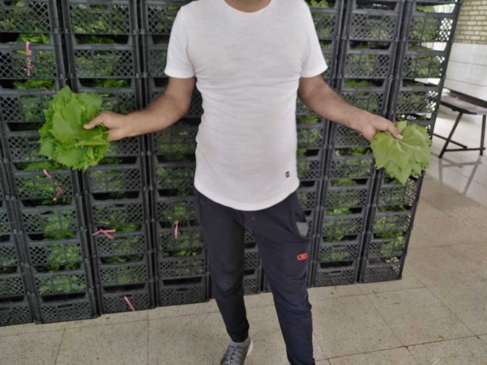 صادرات برگ مو به صورت عمده