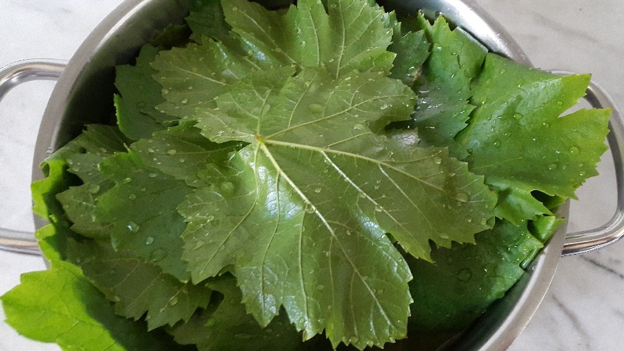 خواص برگ مو شامل چه مواردی است؟